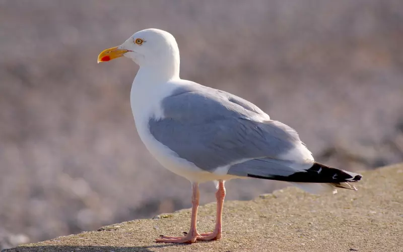 Classification of Seagull