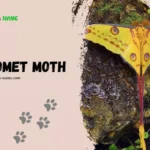 Comet Moth