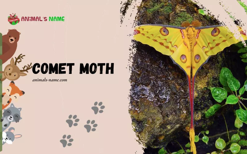 Comet Moth