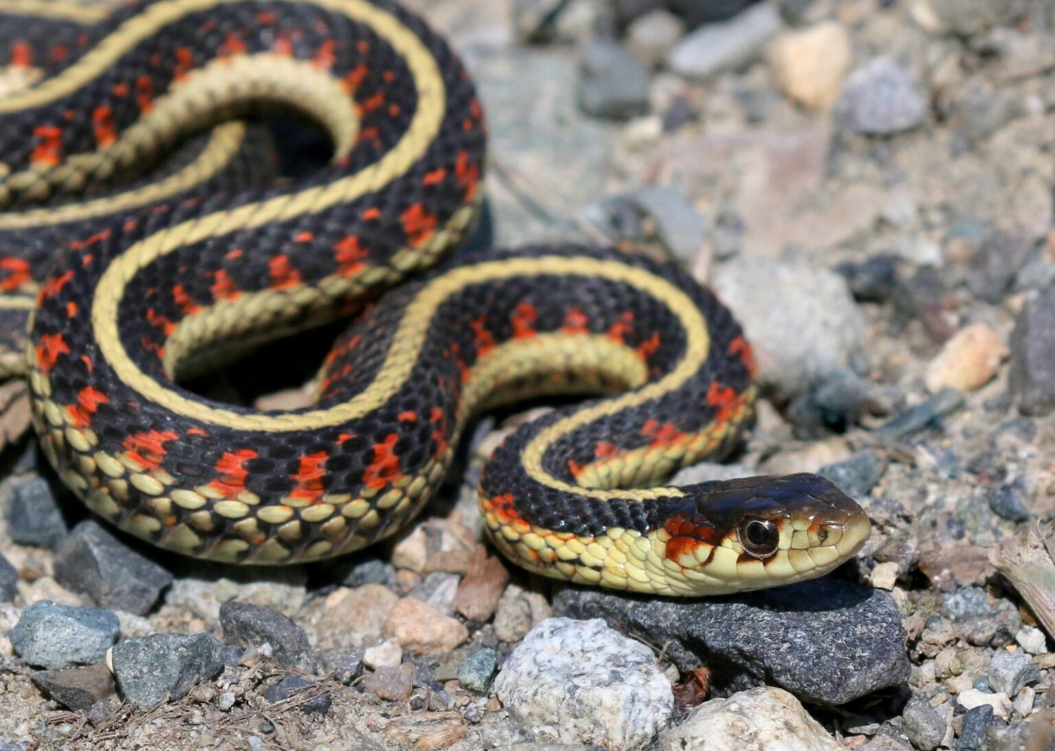 Garter Snake: History, Facts, Size, Habitat, Classification & Much More ...