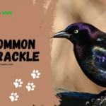 Common Grackle