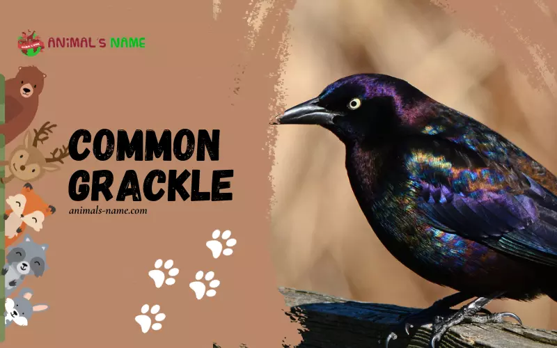 Common Grackle