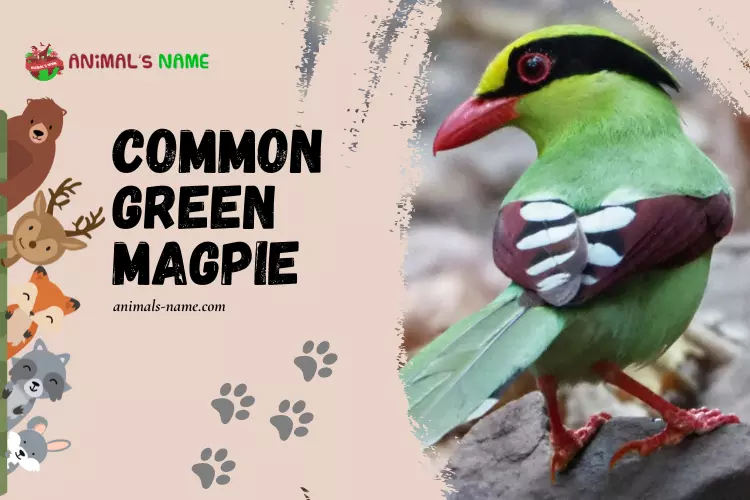 Common Green Magpie