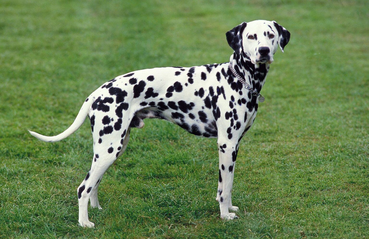 Dalmatian: History, Facts, Size, Habitat, Classification & Much More ...