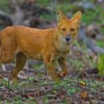 Dhole