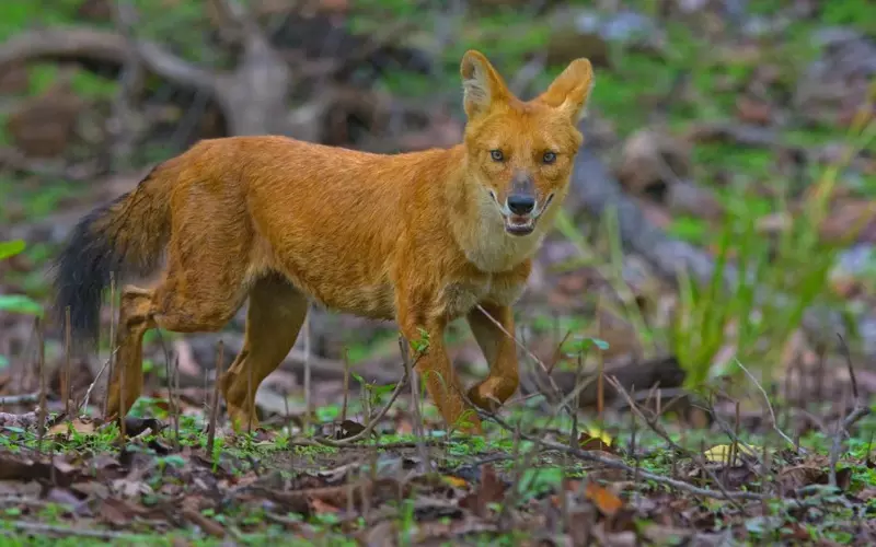 Dhole