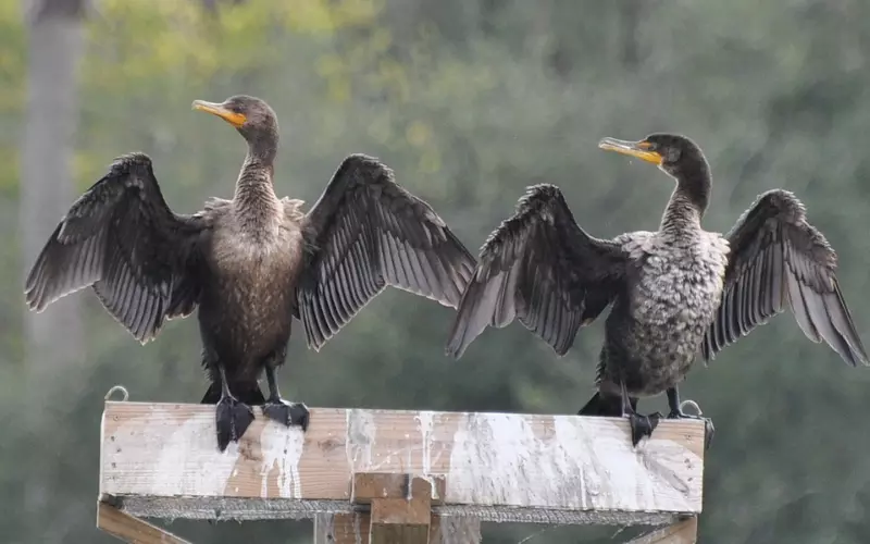 Diet Of Anhinga