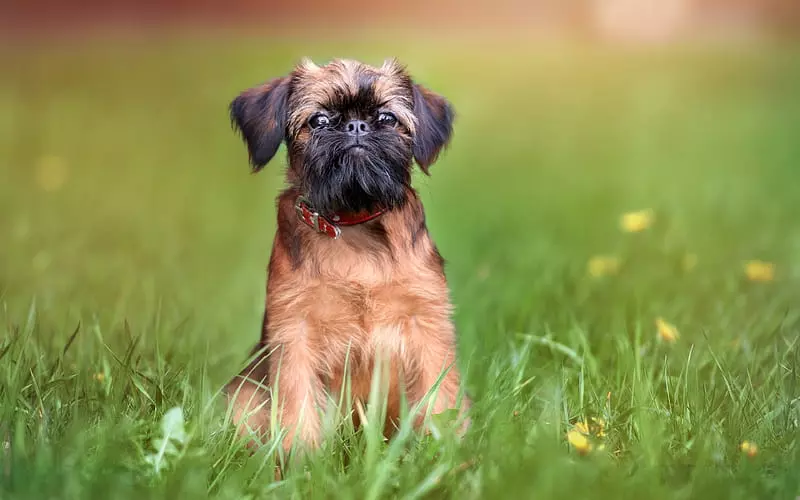 Diet Of Brussels Griffon