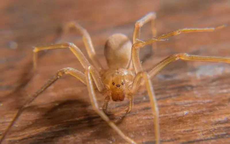 Diet Of Chilean Recluse Spider