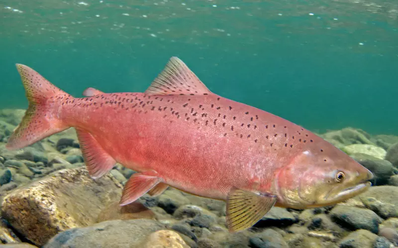 Diet Of Chinook Salmon