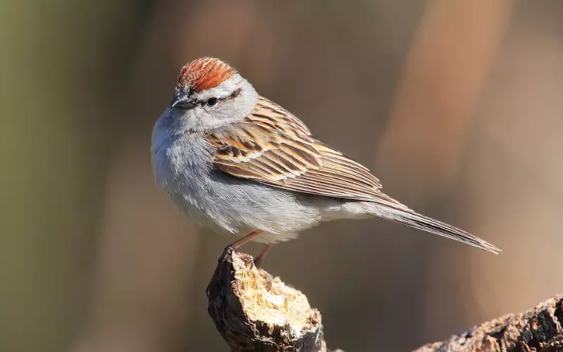 Diet Of Chipping Sparrow