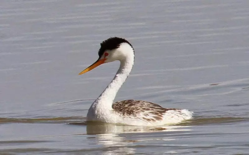 Diet Of Clark’s Grebe