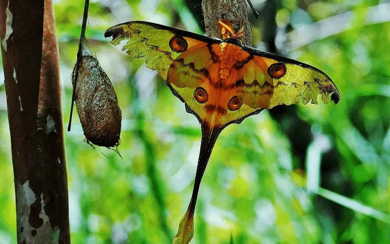 Diet Of Comet Moth