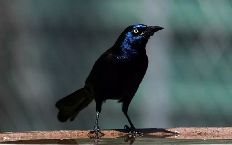 Diet Of Common Grackle