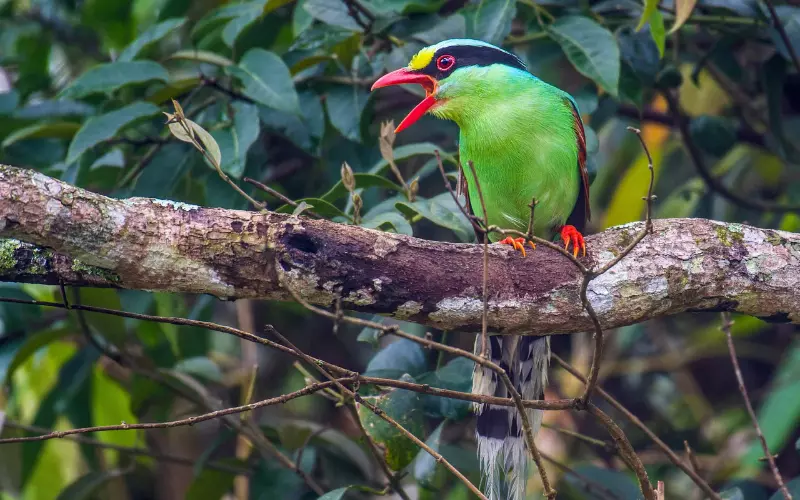 Diet Of Common Green Magpie