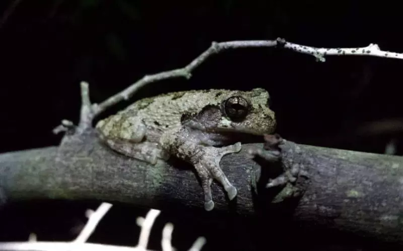 Diet Of Gray Tree Frog