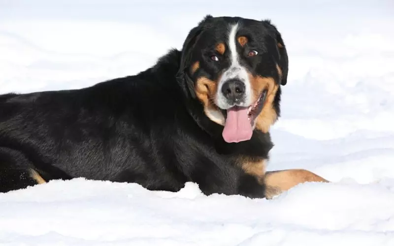 Diet Of Greater Swiss Mountain Dog