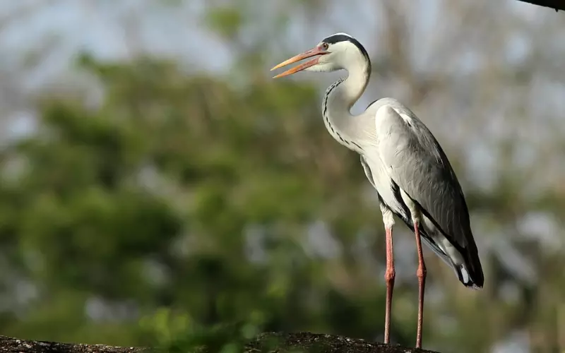 Diet Of Grey Heron