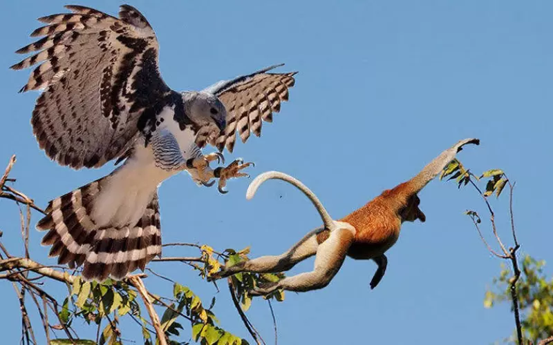 Diet Of Harpy Eagle