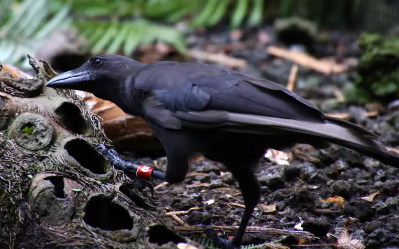 Diet Of Hawaiian Crow