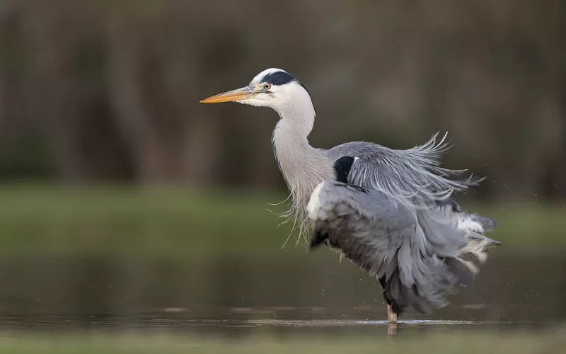 Diet Of Heron