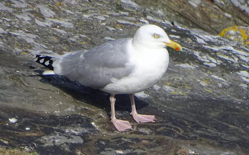 Diet Of Herring Gull