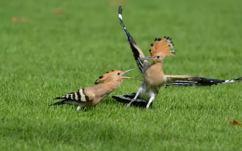 Diet Of Hoopoe