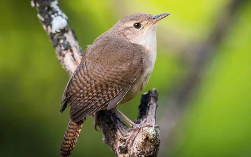 Diet Of House Wren