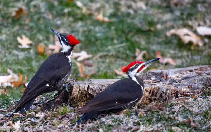 Diet Of Ivory-Billed Woodpecker