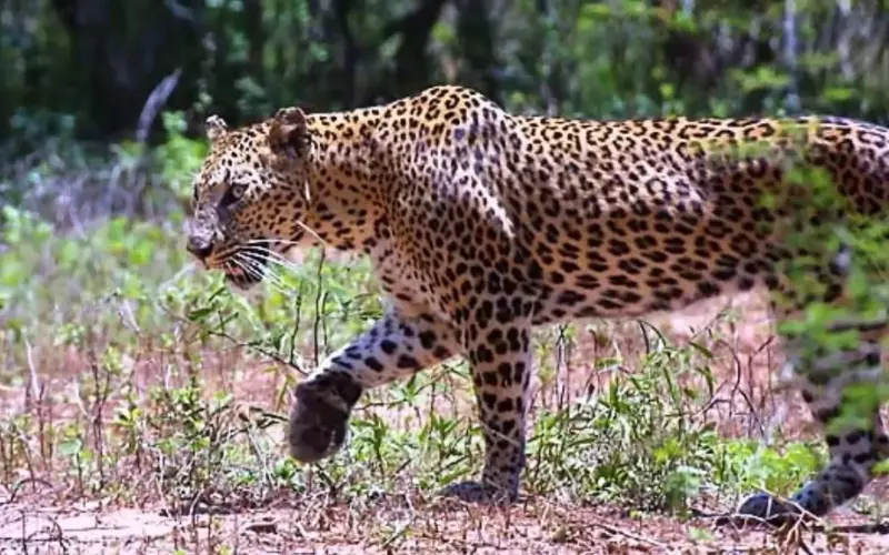 Diet Of Javan Leopard