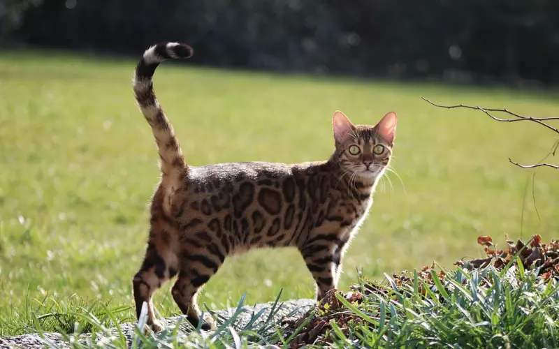 Diet Of Leopard Cat