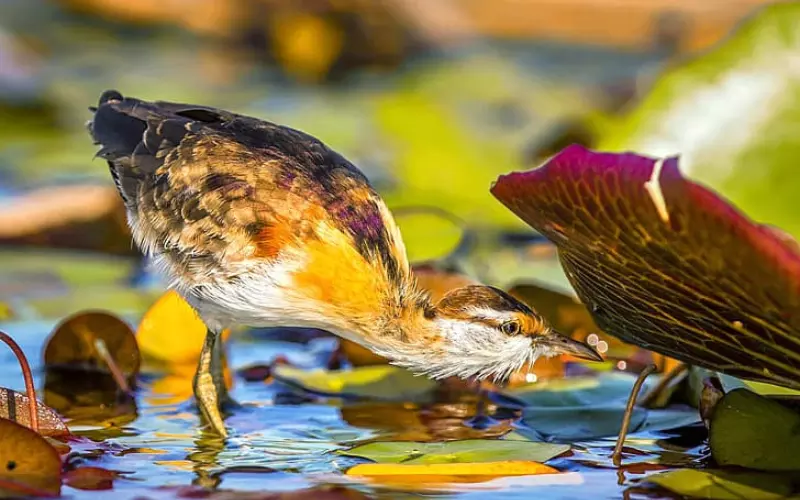 Diet Of Lesser Jacana