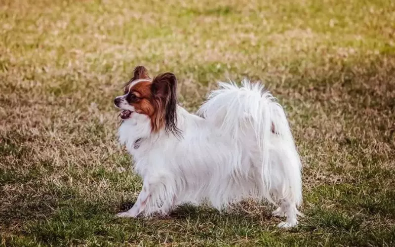 Diet Of Papillon Mix