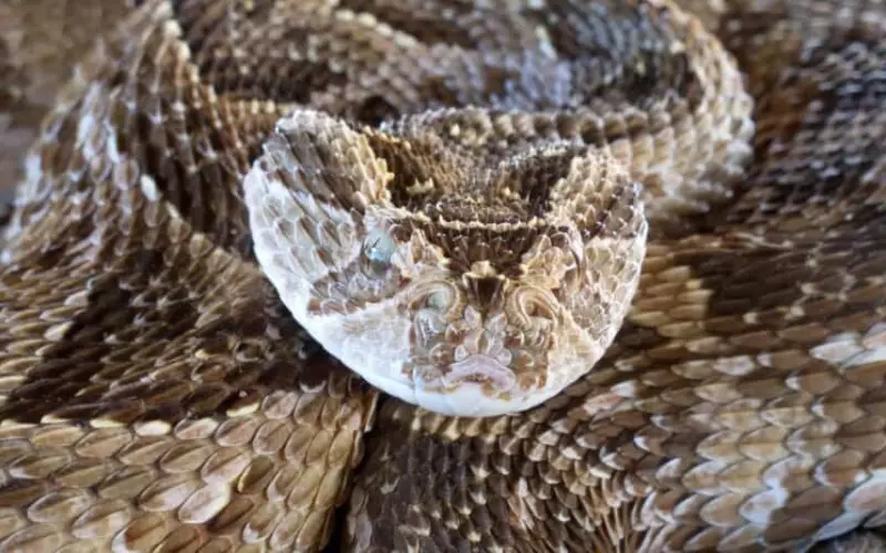 Diet Of Puff Adder