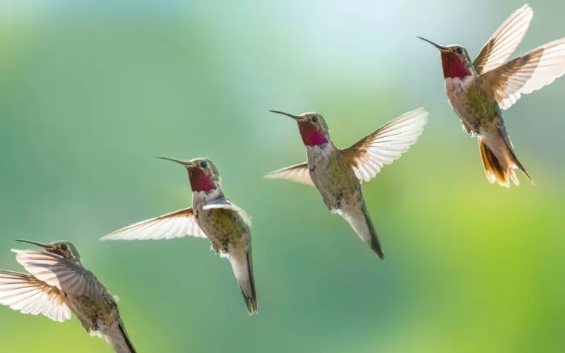 Diet Of Ruby-Throated Hummingbird