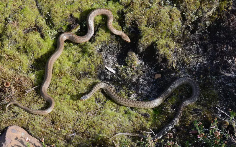 Diet Of Smooth Snake