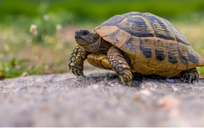 Diet Of Spiny Hill Turtle