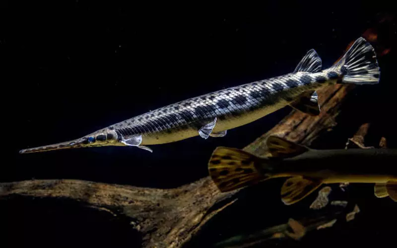 Diet Of Spotted Gar