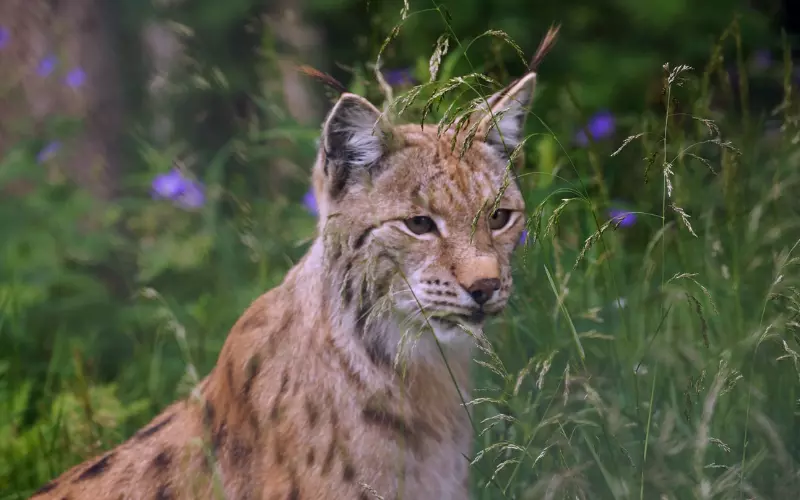 Diet of Balkan Lynx