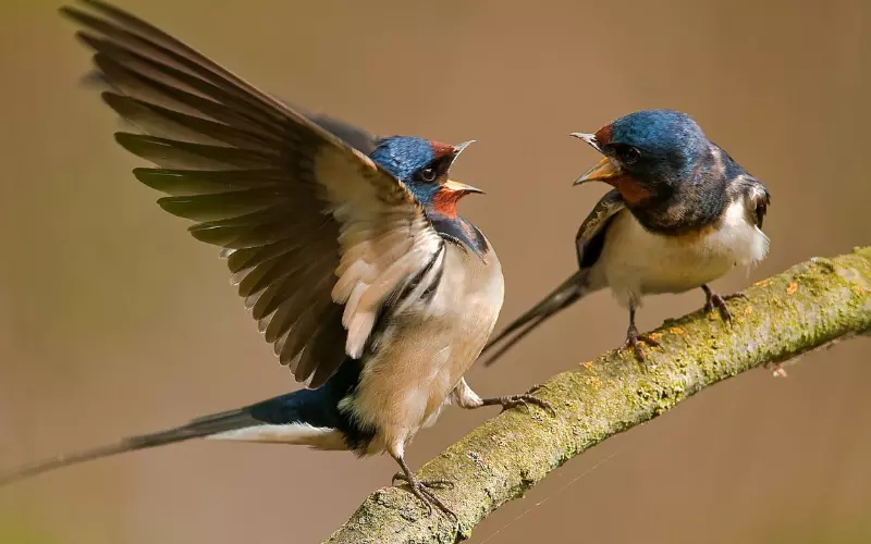 Diet of Barn Swallow