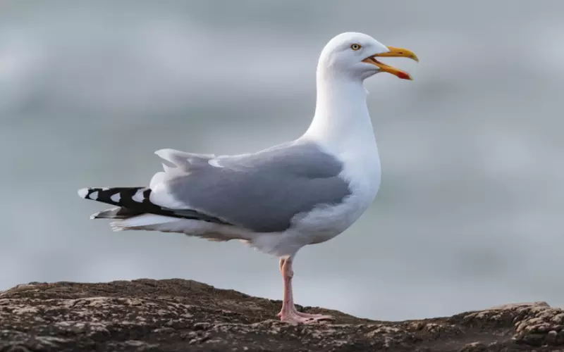 Diet of Seagull