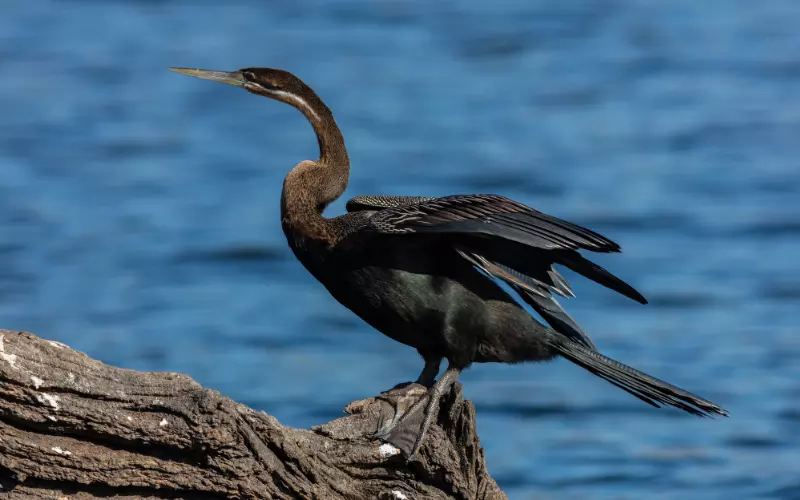 Different Types Of Anhinga