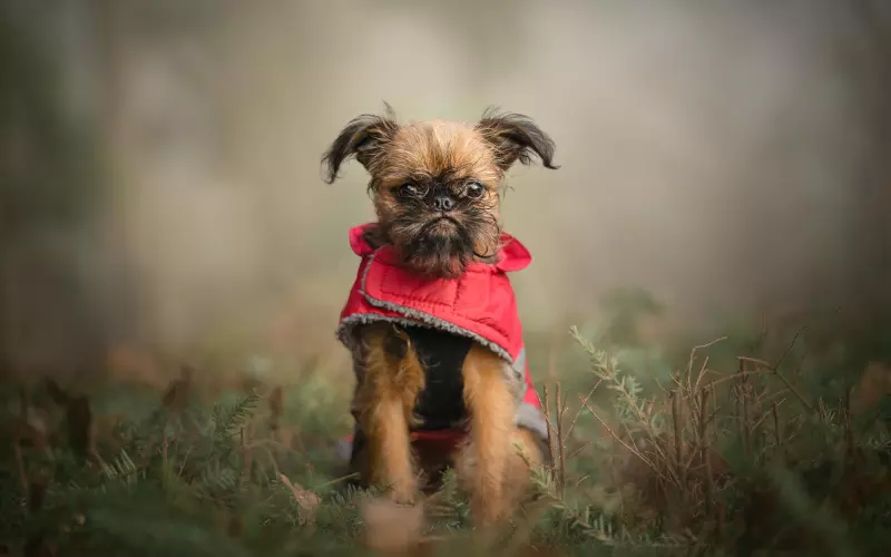 Different Types Of Brussels Griffon