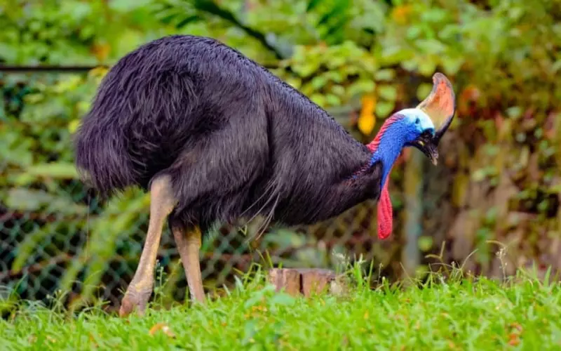 Different Types Of Cassowary