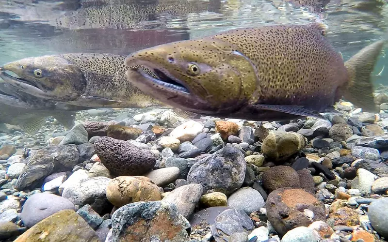 Different Types Of Chinook Salmon