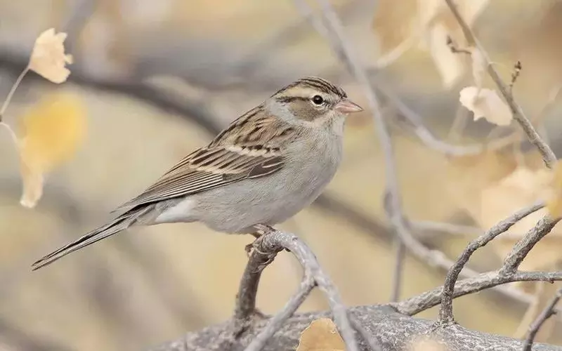 Different Types Of Chipping Sparrow