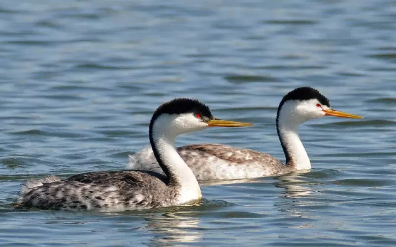 Different Types Of Clark’s Grebe