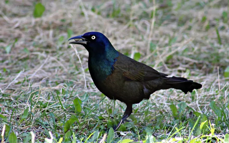 Different Types Of Common Grackle