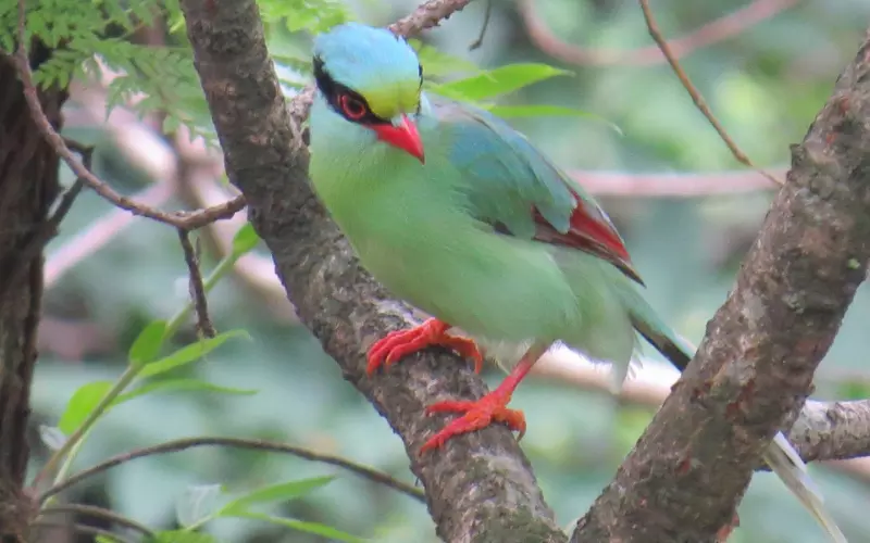 Different Types Of Common Green Magpie