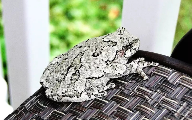 Different Types Of Gray Tree Frog